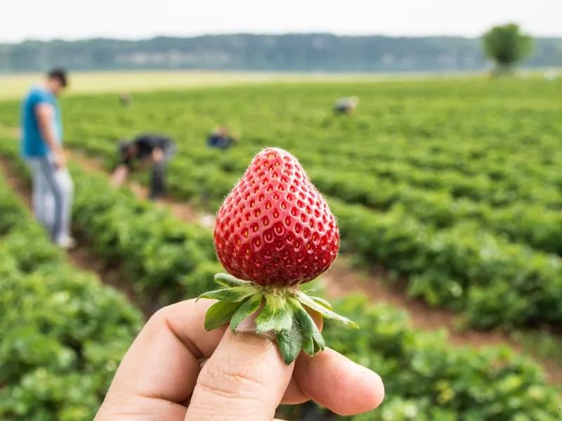 Ile można zarobić na zbiorach za granicą? Poznaj prawdę o zarobkach
