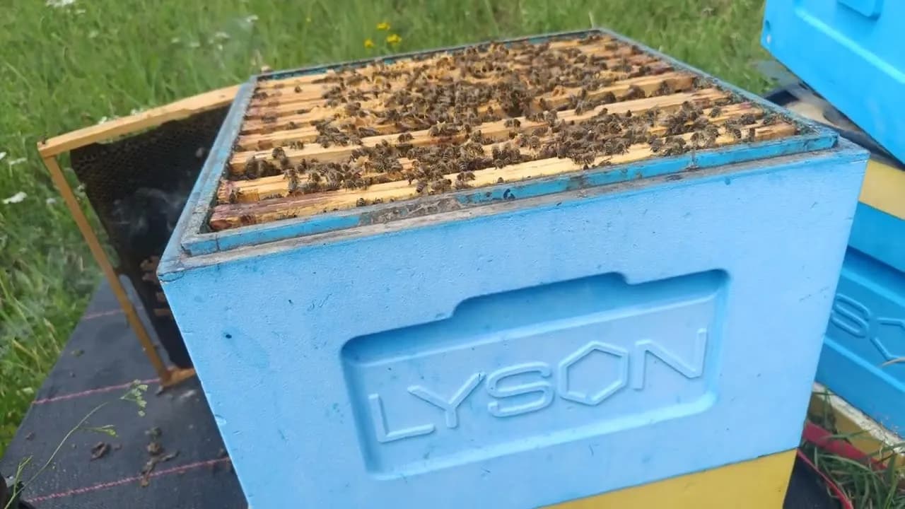 Ile można zarobić na pasiece? Sprawdź, czy to się opłaca